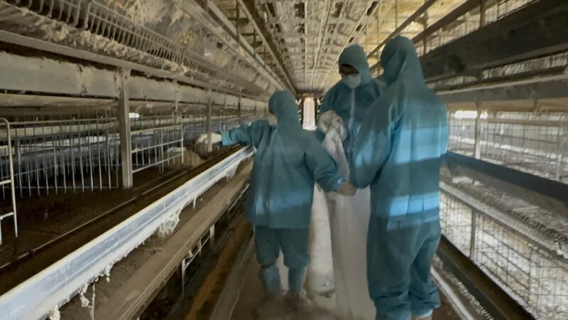 二林鎮1蛋雞場確診H5N1禽流感　撲殺19788隻雞清場消毒